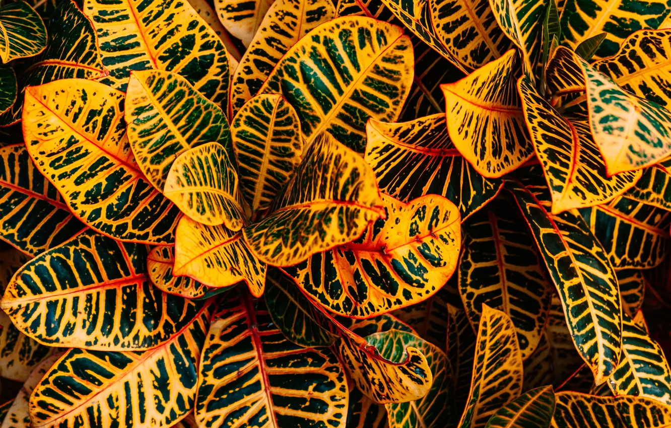 Photo wallpaper leaves, plant, codium, Croton