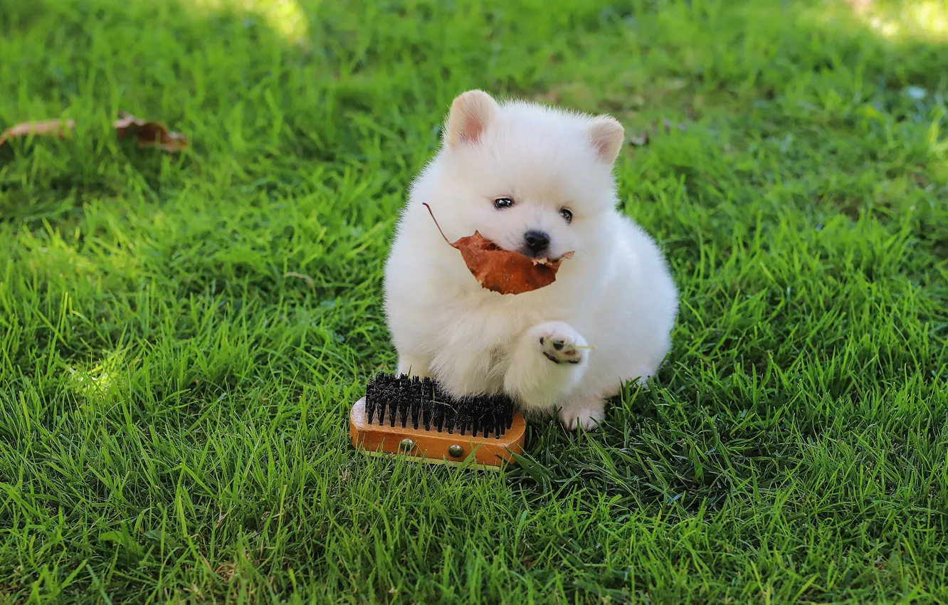 Photo wallpaper grass, glade, dog, brush, puppy, Spitz