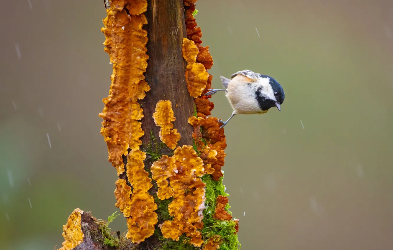 Photo wallpaper the rain, trees, background, moss, trunk, bark, bird, bitches