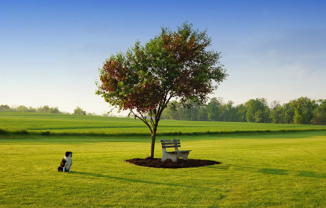 Photo wallpaper the sky, grass, Park, tree, lawn, dog, spring, May