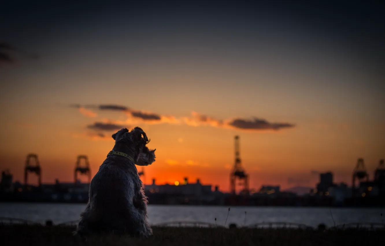 Photo wallpaper sunset, river, dog