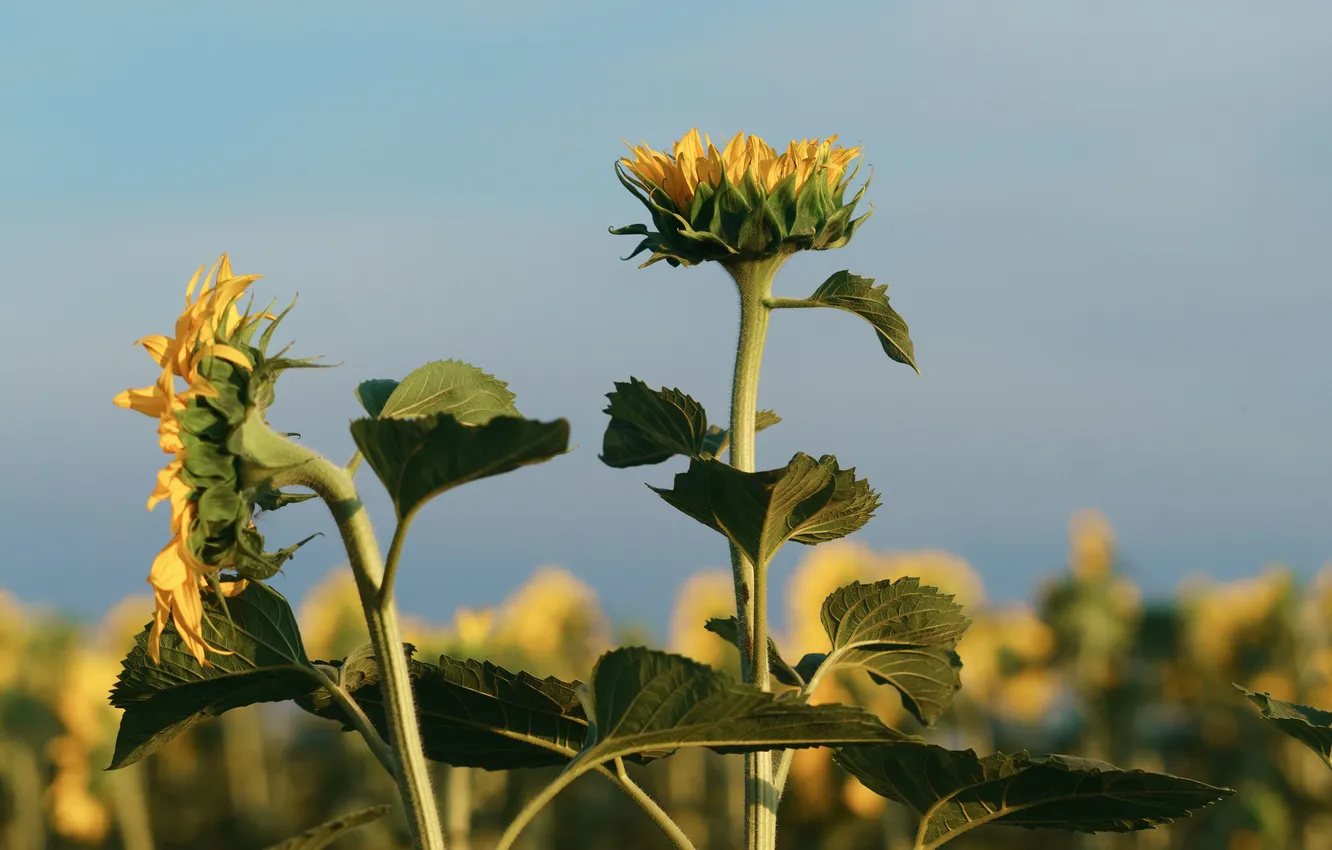 Photo wallpaper sunflowers, flowers, nature, Vadim Mironov