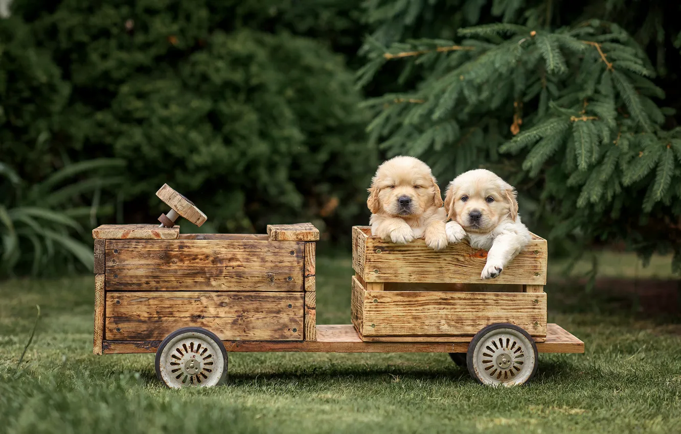 Photo wallpaper dogs, puppies, boxes, a couple, twins, Golden Retriever, Golden Retriever, Victoria Dubrovskaya