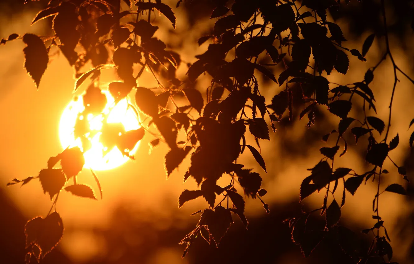 Photo wallpaper macro, light, sunset, branches