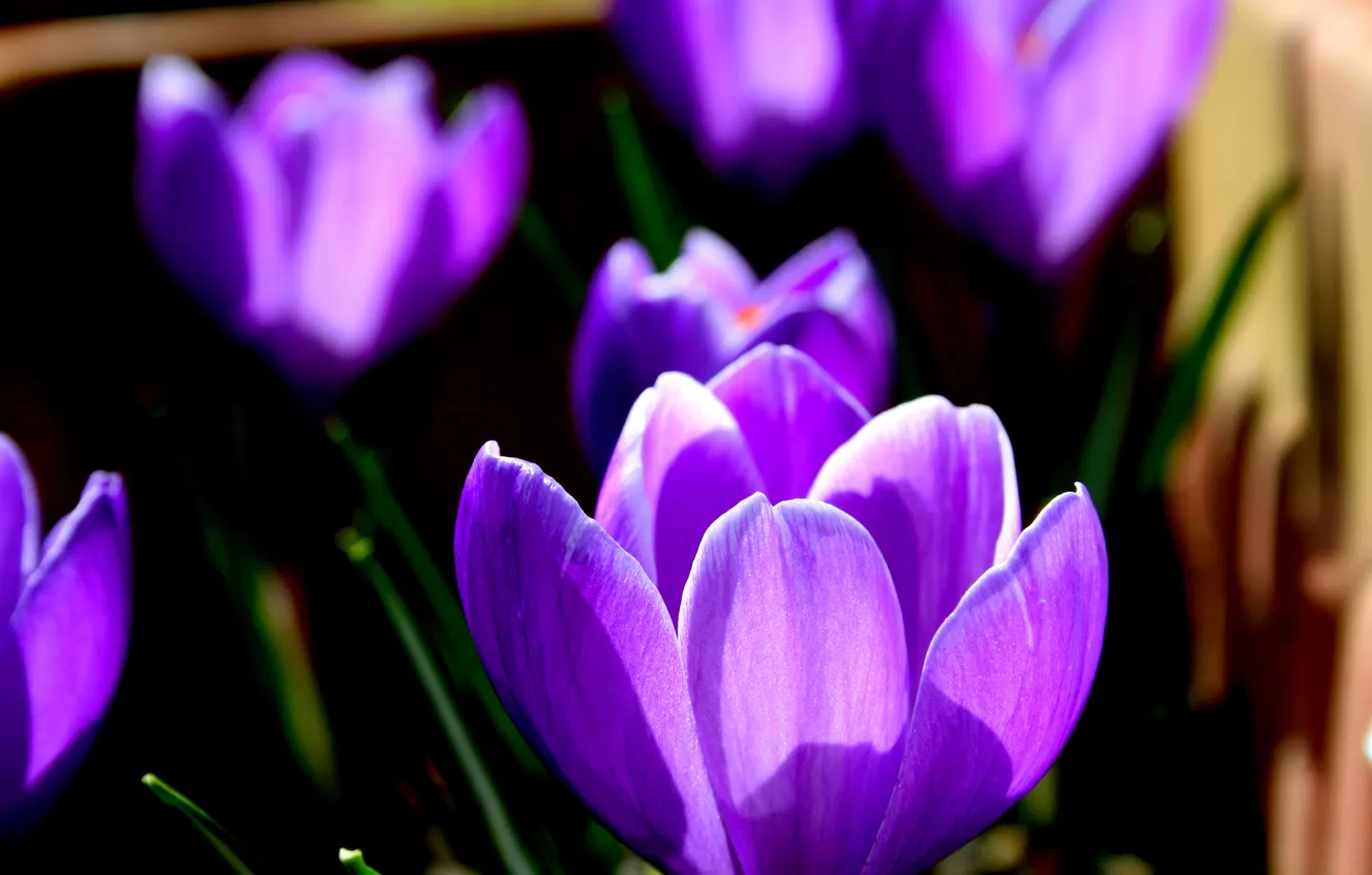 Photo wallpaper field, flowers, petals, meadow, crocuses