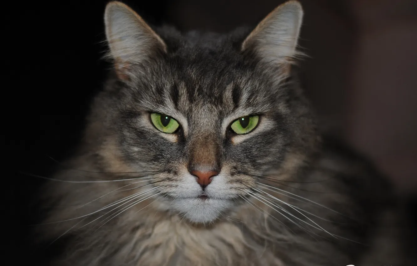 Photo wallpaper cat, cat, portrait, muzzle