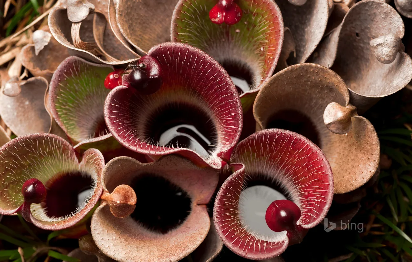 Photo wallpaper flowers, spikes, Venezuela, pitcher plant, swamp Lily, Canaima national Park