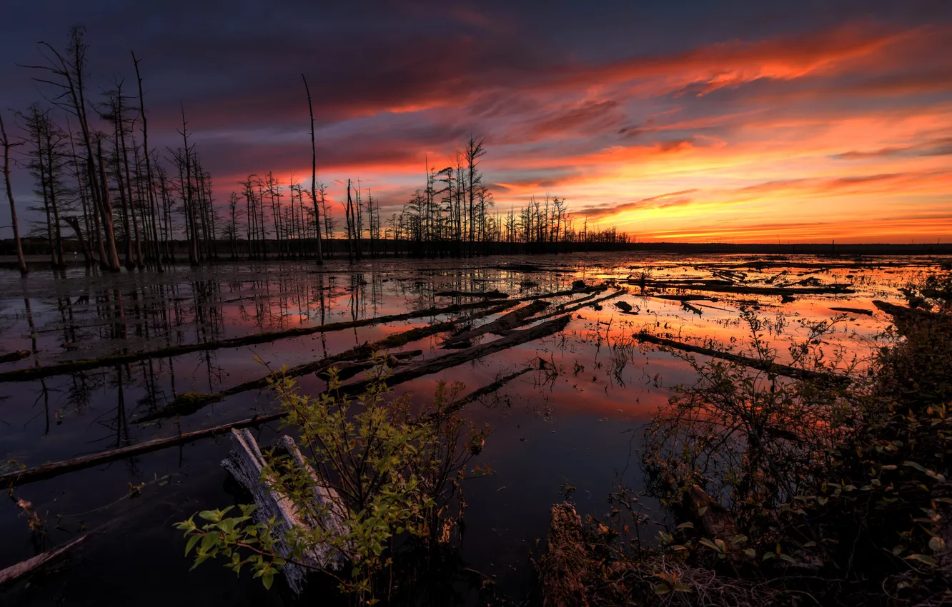 Photo wallpaper forest, sunset, nature
