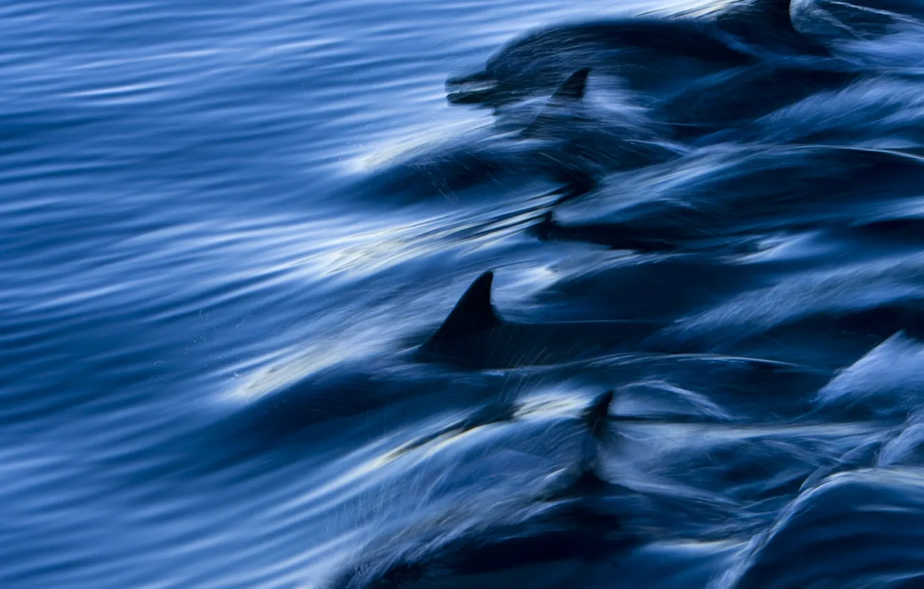 Photo wallpaper sea, water, squirt, speed, dolphins