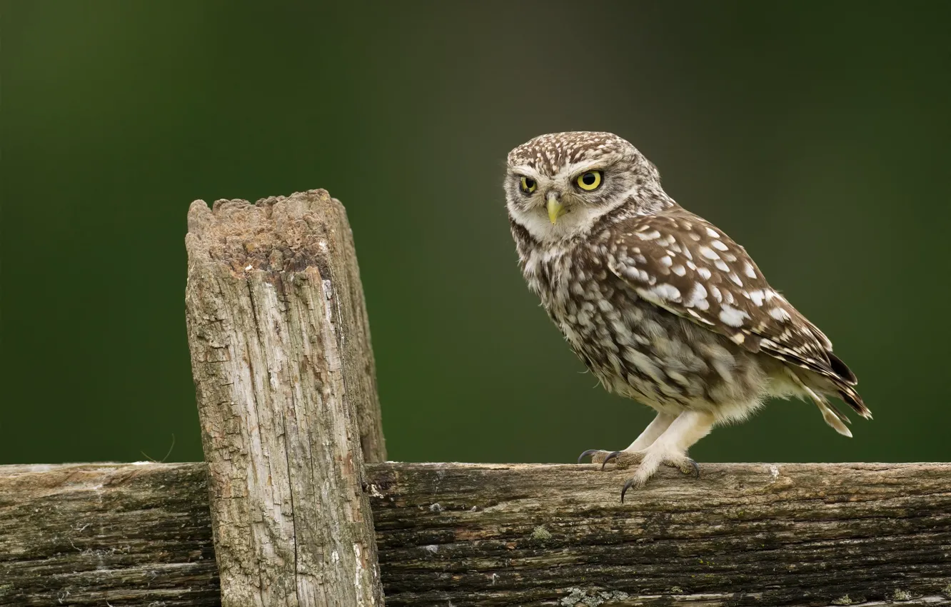 Photo wallpaper owl, Board, owl