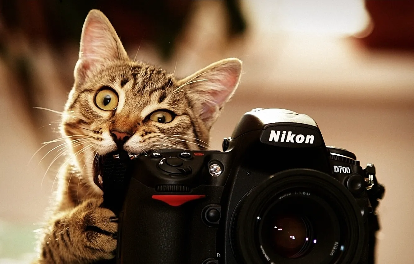 Photo wallpaper cat, photo, nikon, Kote