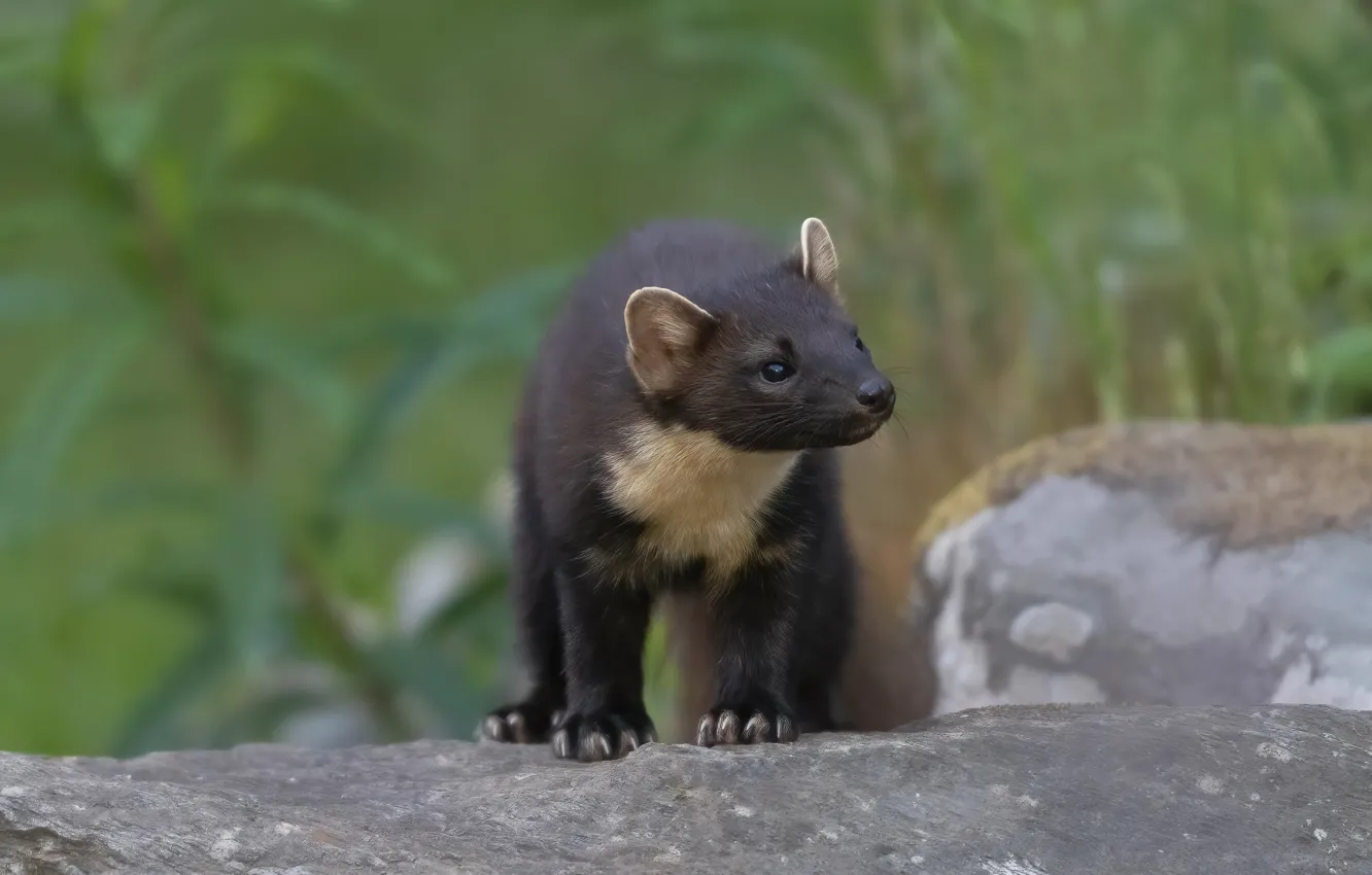 Photo wallpaper grass, look, pose, stones, face, bokeh, marten