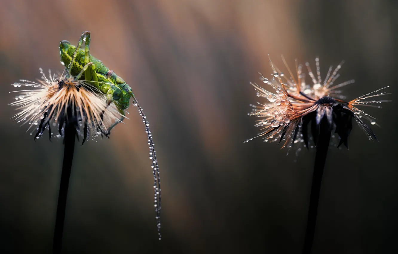 Photo wallpaper drops, macro, light, Rosa, dandelion, grasshopper, antennae