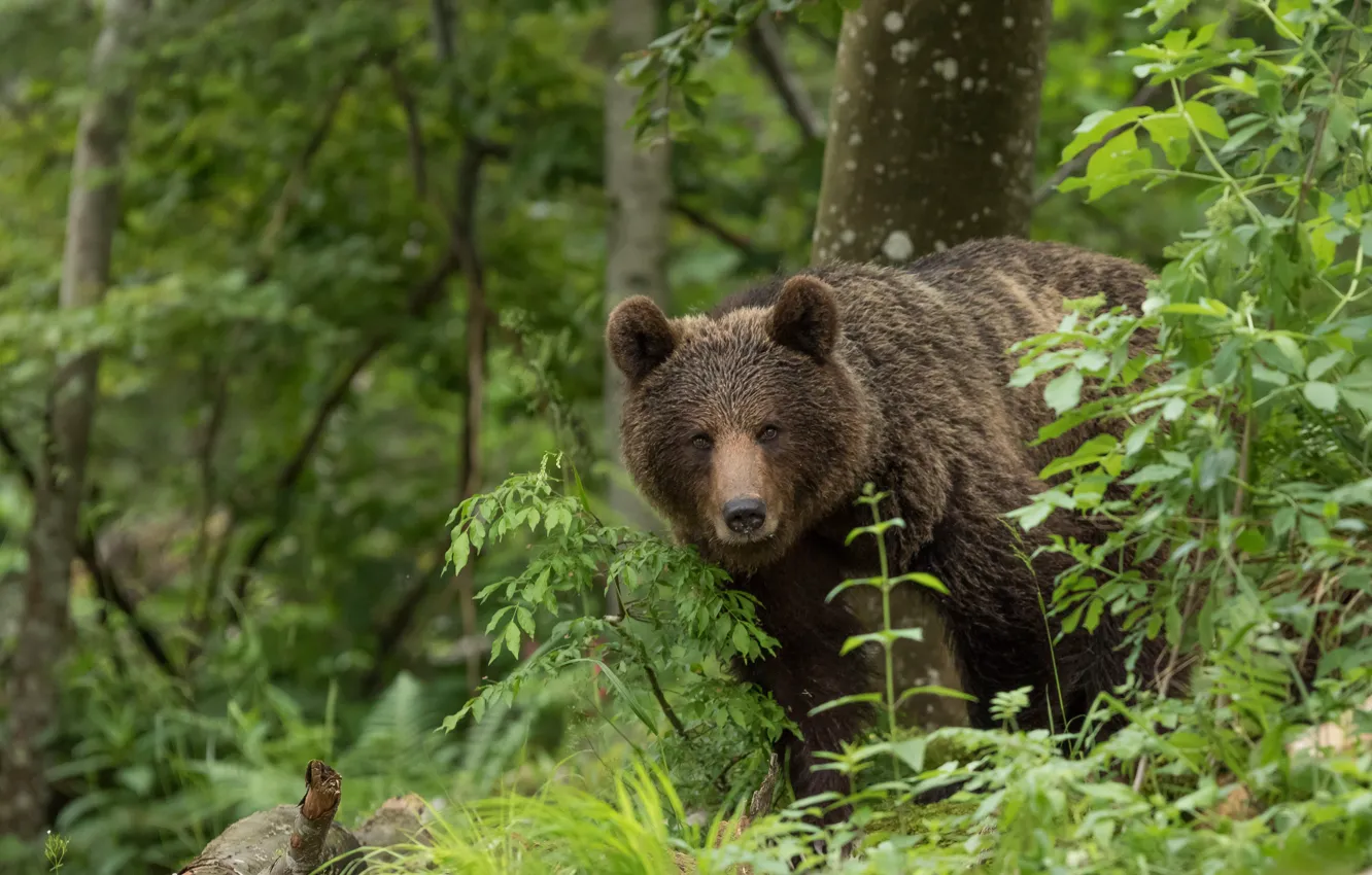 Photo wallpaper forest, look, bear, the Bruins