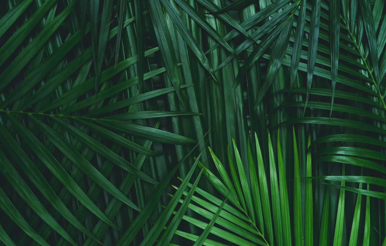 Photo wallpaper Green, Palm tree, Foliage