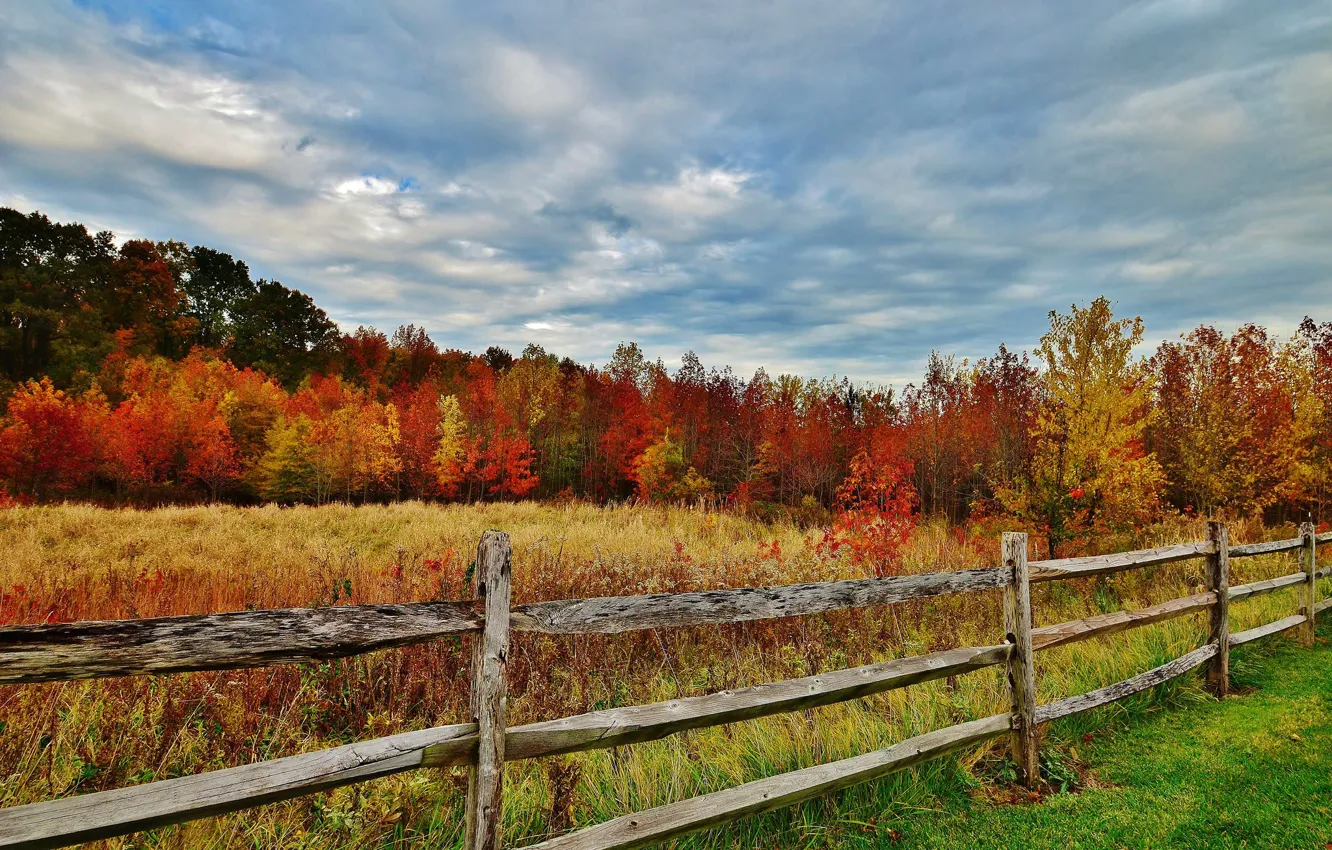 Photo wallpaper autumn, forest, the sky, grass, leaves, trees, the fence, fence