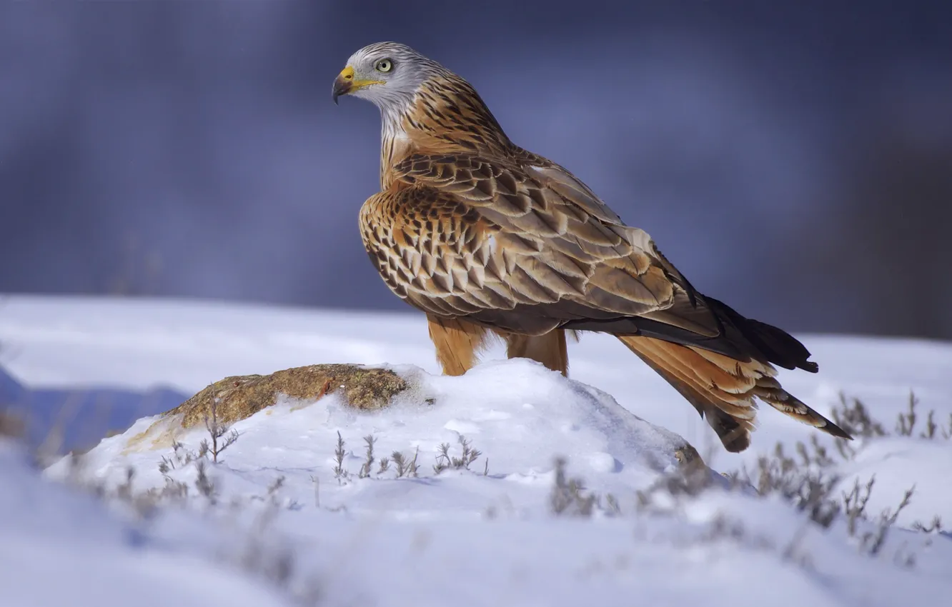 Photo wallpaper snow, bird, bird of prey