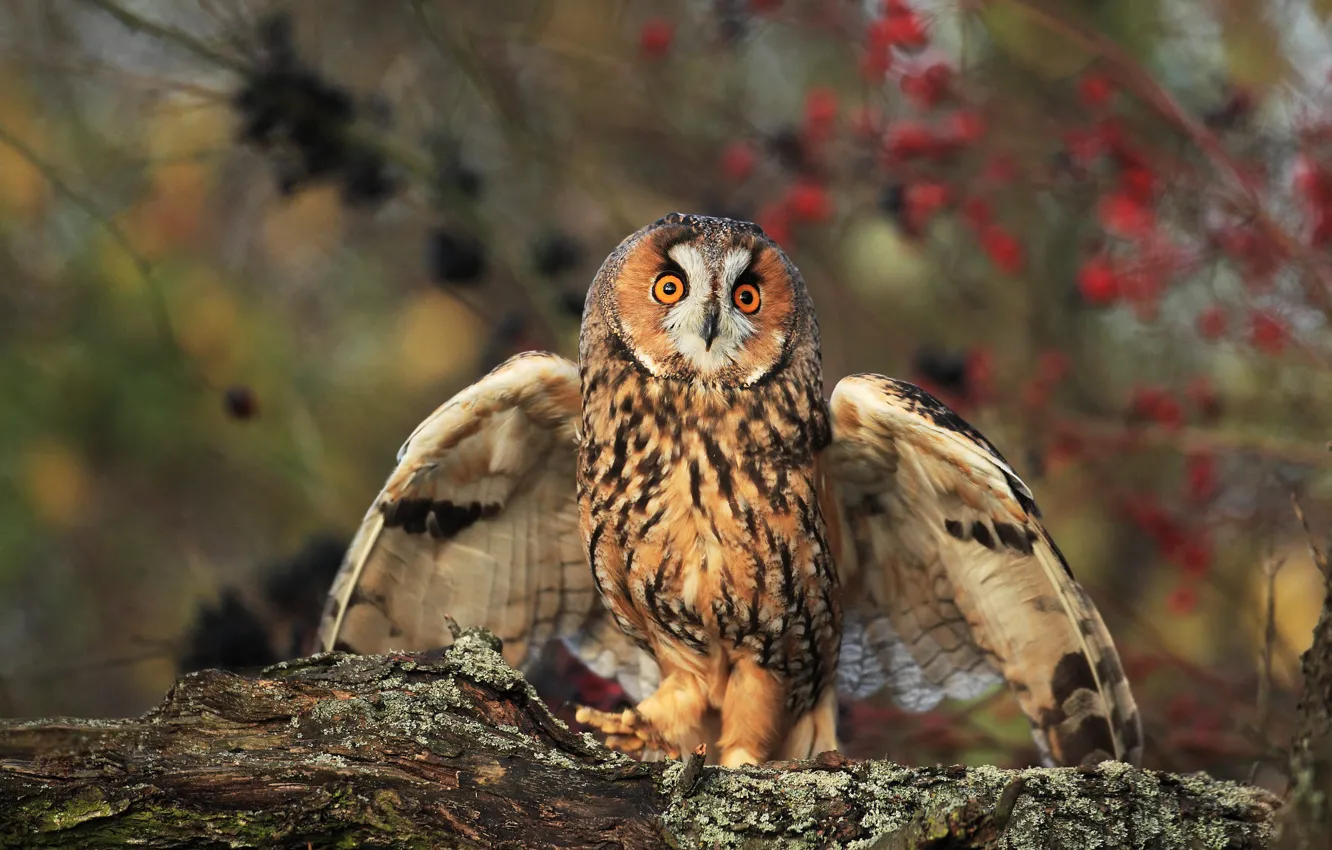 Photo wallpaper autumn, branches, berries, owl, bird, wings, fruit, stroke