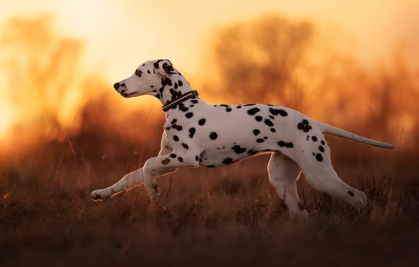 Photo wallpaper nature, dog, puppy, Dalmatians