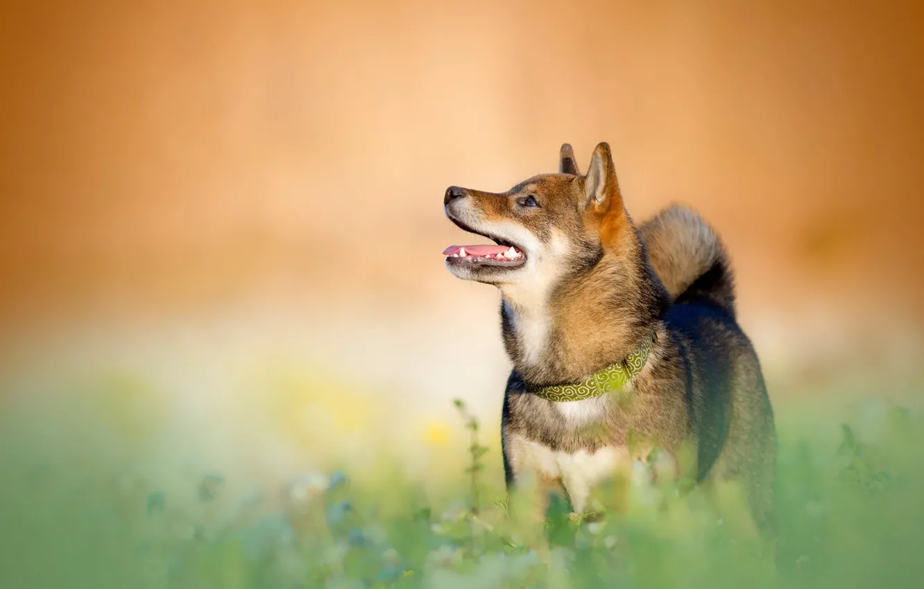 Photo wallpaper grass, orange, background, portrait, dog, teeth, profile, looking up