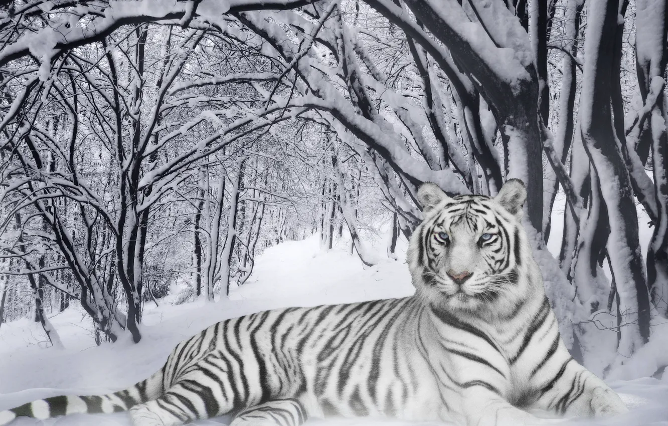 Photo wallpaper winter, strips, tiger, black&white, chameleon