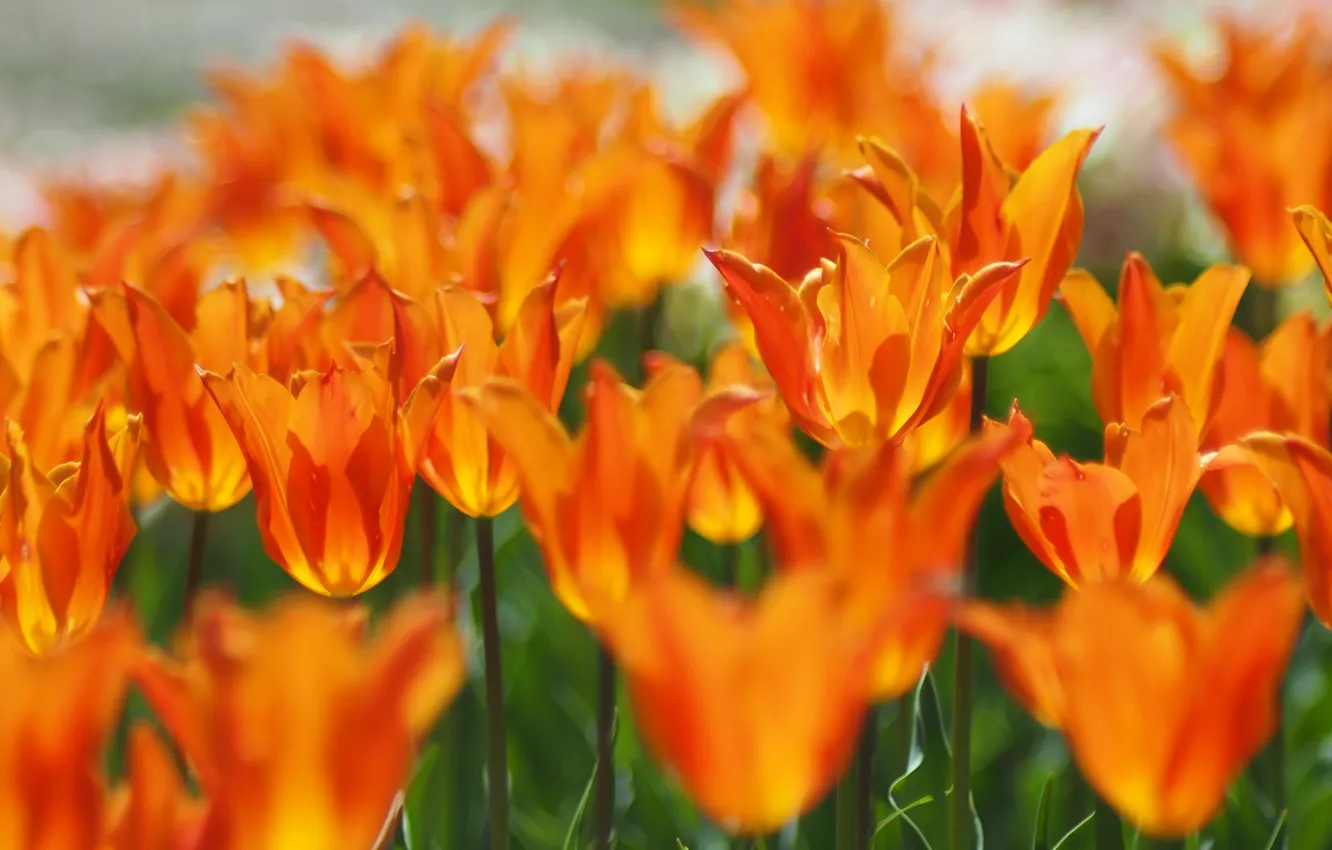 Photo wallpaper flowers, blur, spring, tulips, orange, flowerbed, bokeh