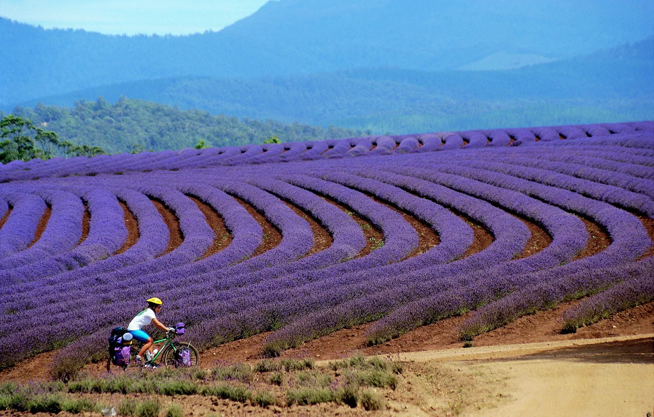 Photo wallpaper girl, Tasmania, tourist, mountain bike, Bridestowe, lavender farm