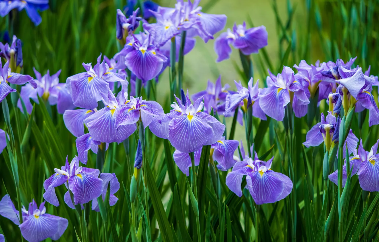 Photo wallpaper iris, flowers, greens, lilac, spring, leaves