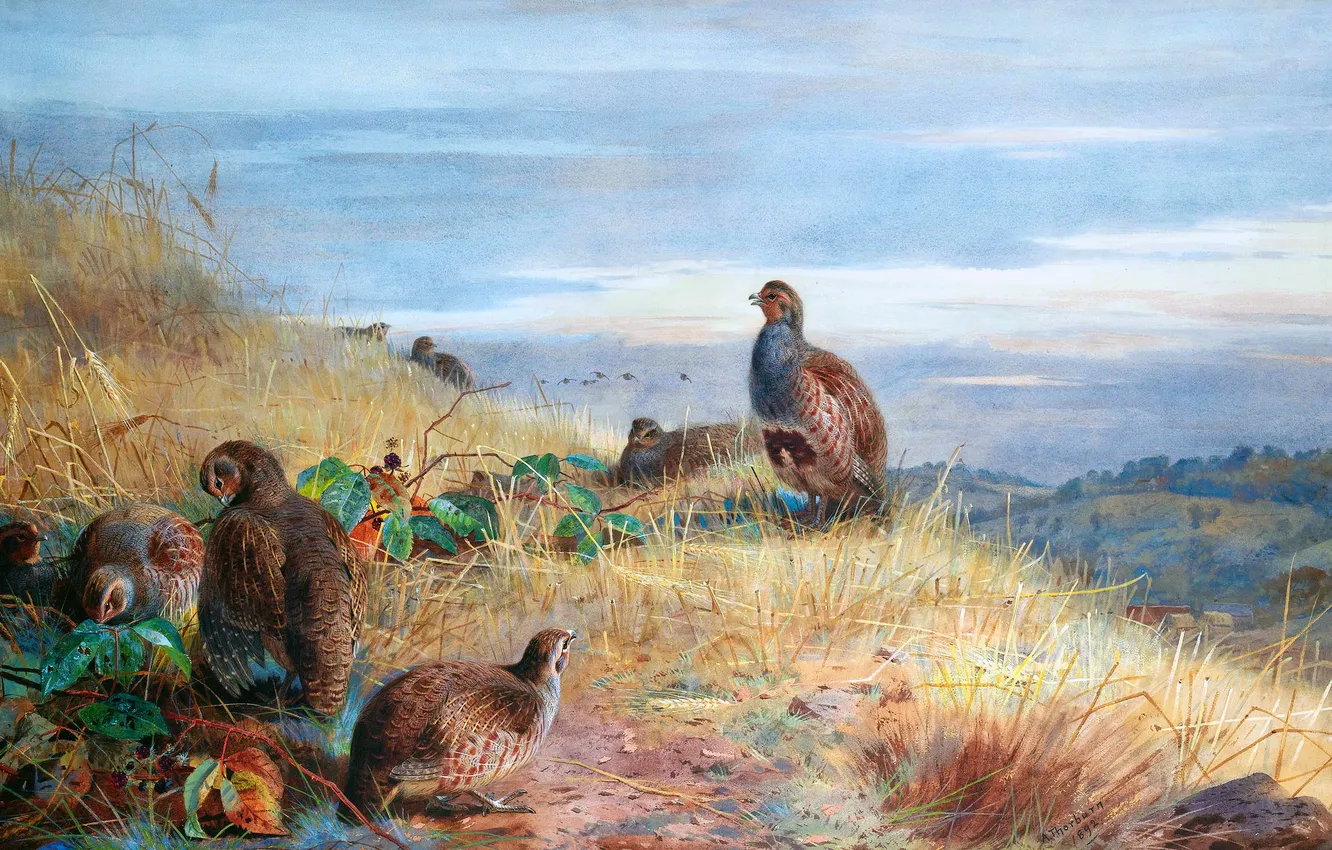 Photo wallpaper grass, dawn, bird, picture, partridge, Scottish painter, Archibald Thorburn, Archibald Thorburn,