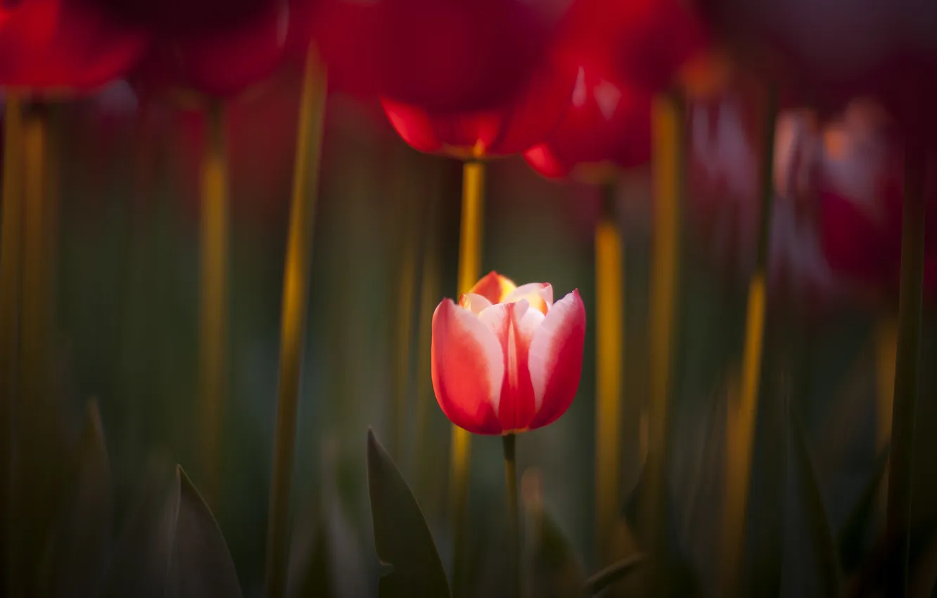 Photo wallpaper red, nature, focus, spring, tulips