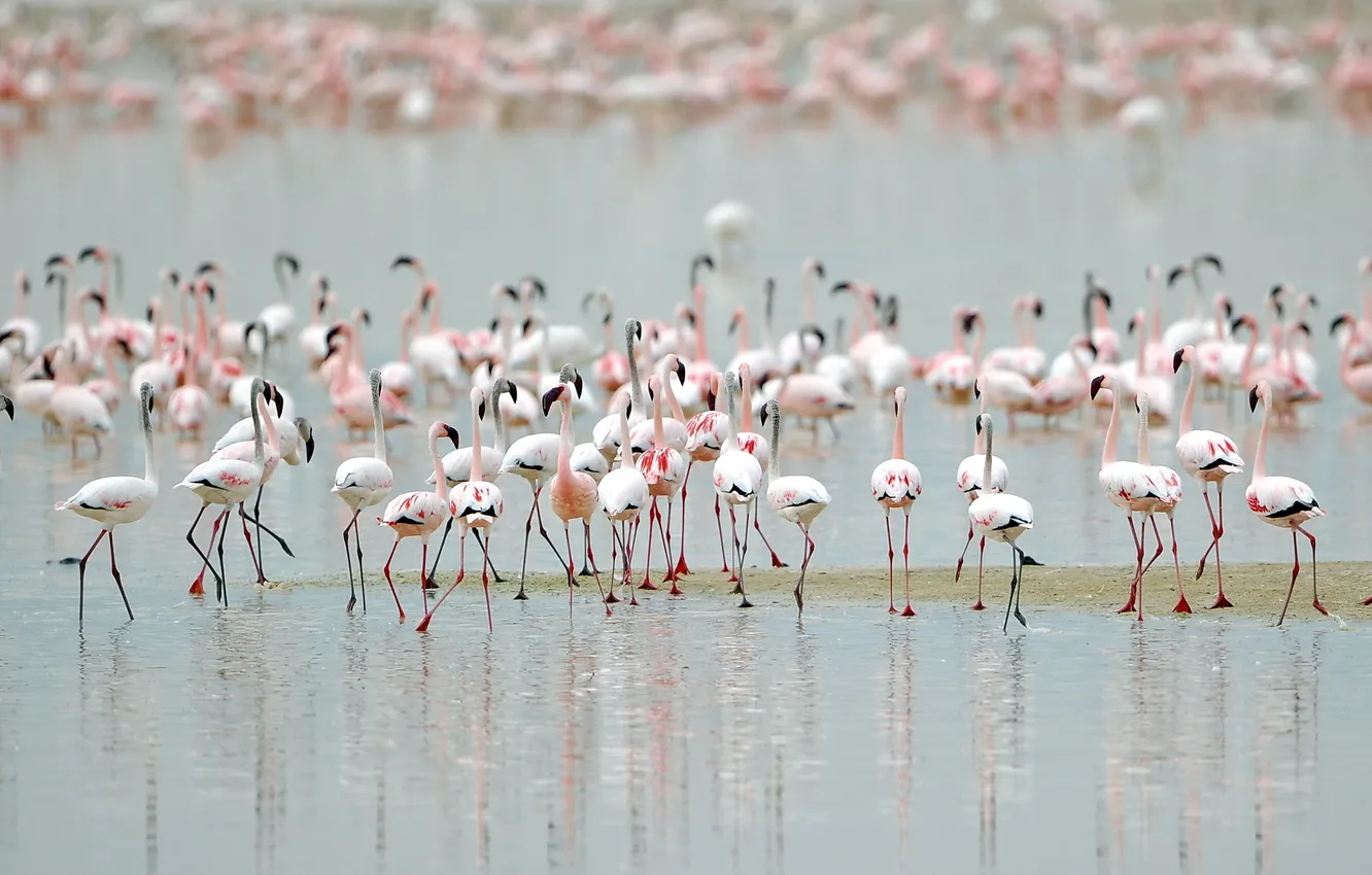 Photo wallpaper birds, nature, Flamingo