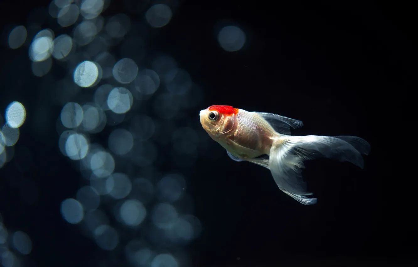 Photo wallpaper water, nature, fish