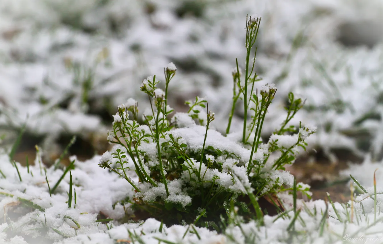 Photo wallpaper winter, greens, snow, plant