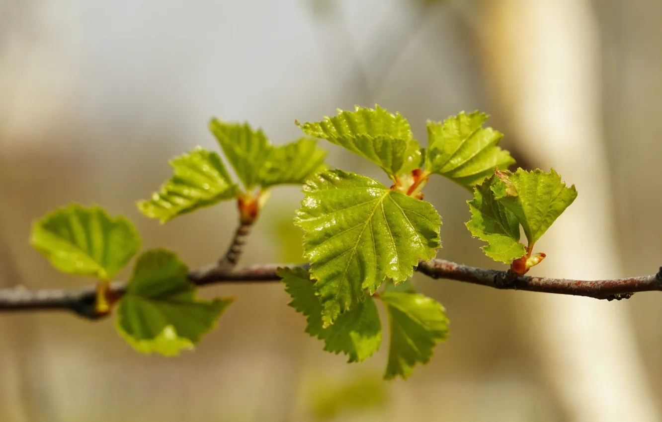 Photo wallpaper leaves, spring, birch