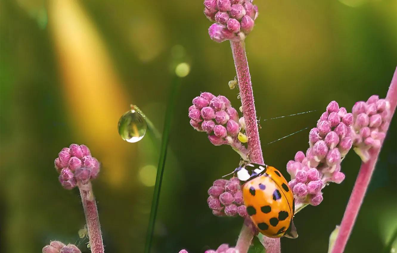 Photo wallpaper flowers, nature, drop, ladybug, bokeh, by dashakern