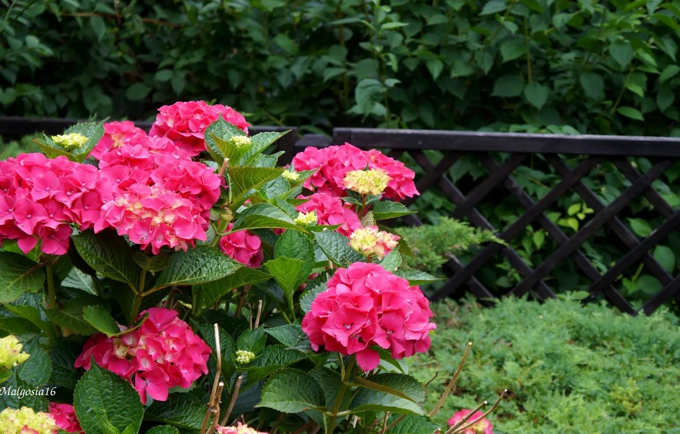 Photo wallpaper flower, garden, blooming