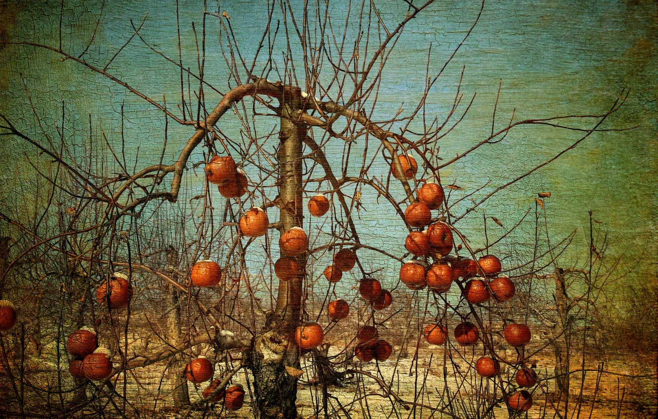Photo wallpaper apples, garden, Apple
