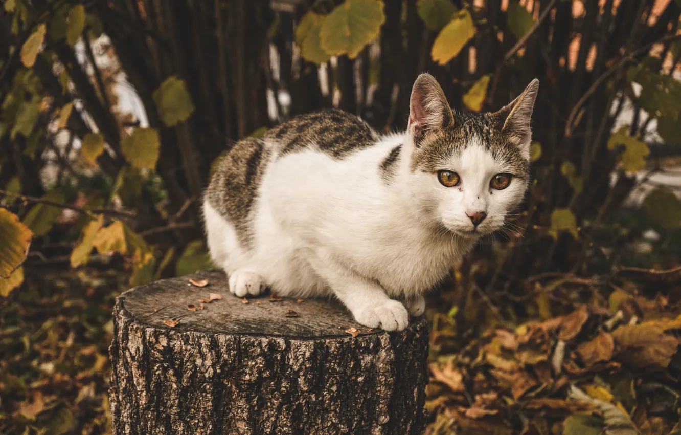 Photo wallpaper cat, nature, stump