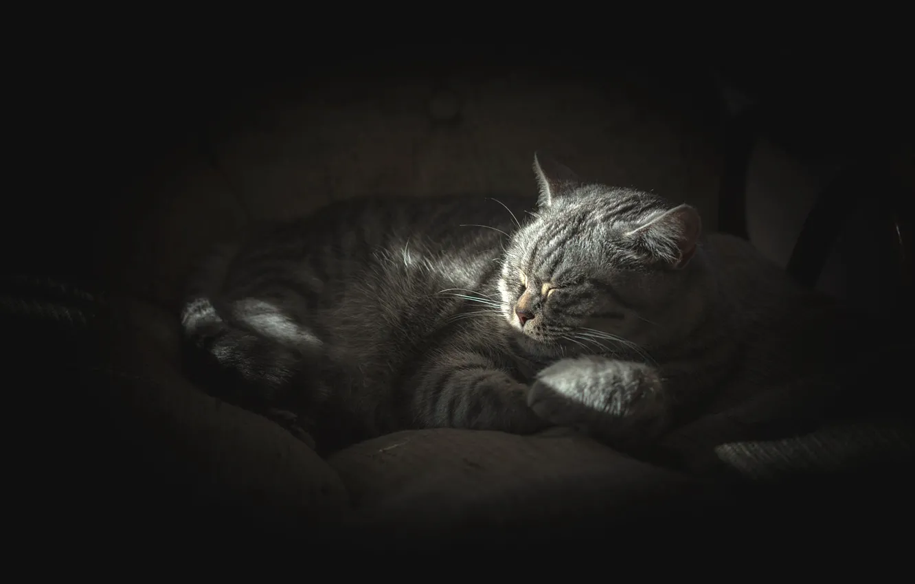Photo wallpaper cat, cat, light, comfort, the dark background, grey, sleep, morning