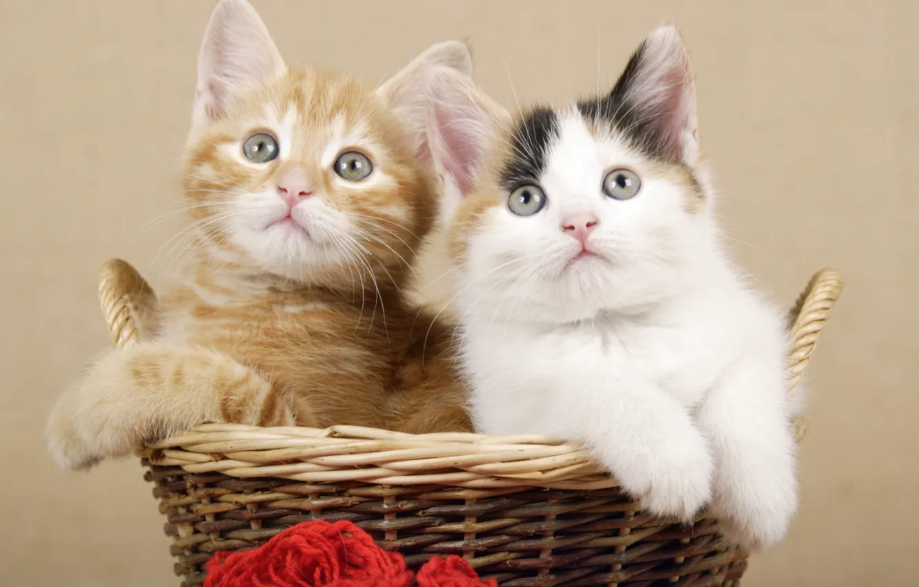 Photo wallpaper basket, kittens, Duo