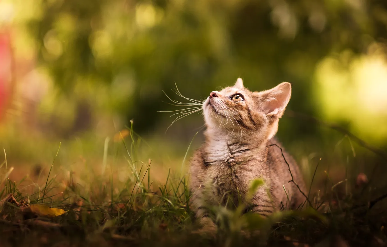 Photo wallpaper grass, baby, muzzle, kitty, bokeh
