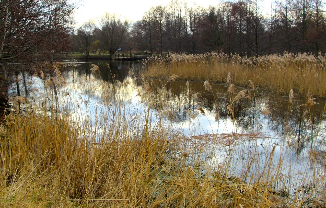 Photo wallpaper park, lake, pond