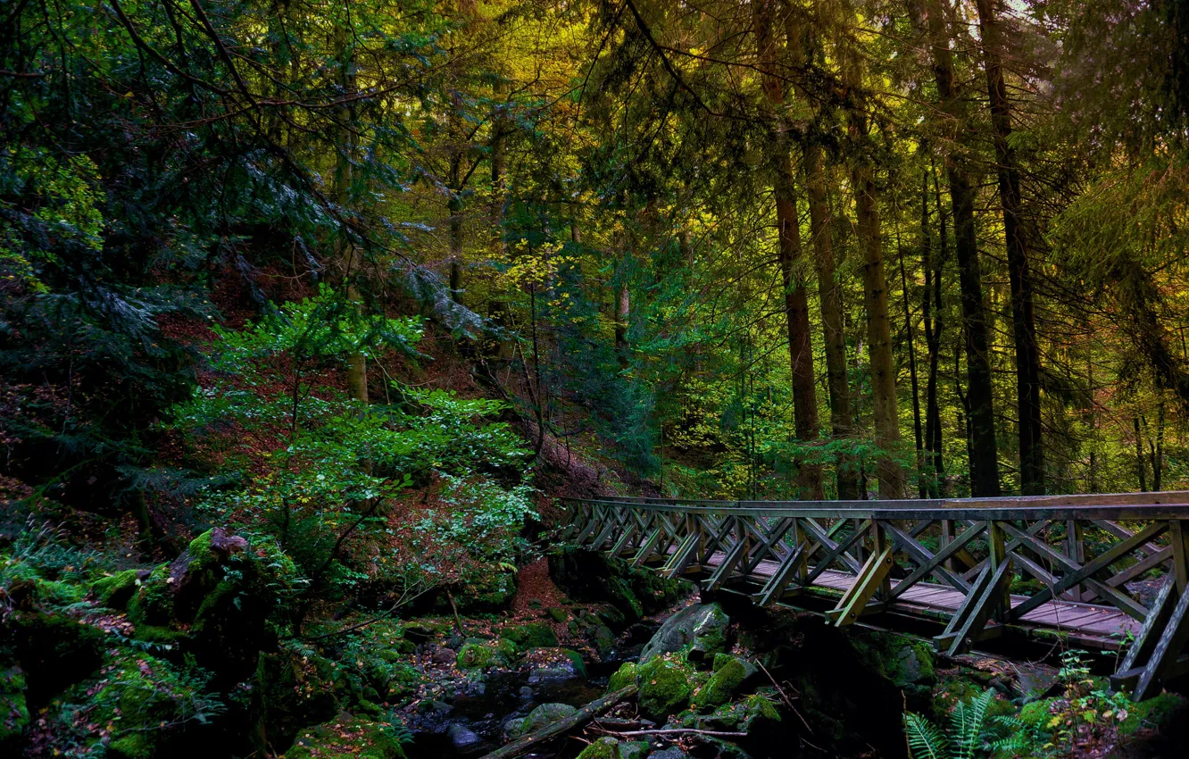 Photo wallpaper forest, bridge, river, hdr, the bridge over the river in the forest, bridge in the …