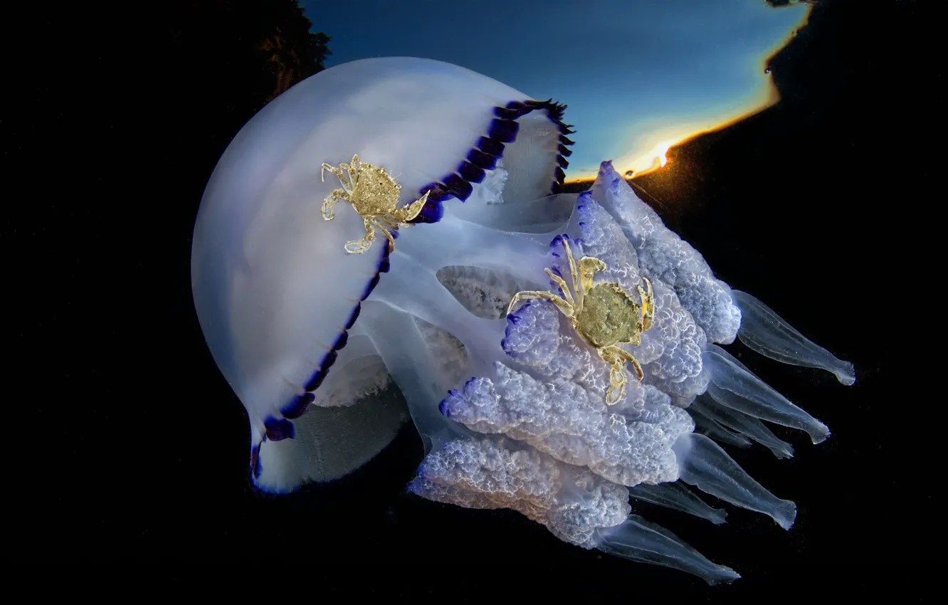 Photo wallpaper nature, crab, jellyfish, tentacles