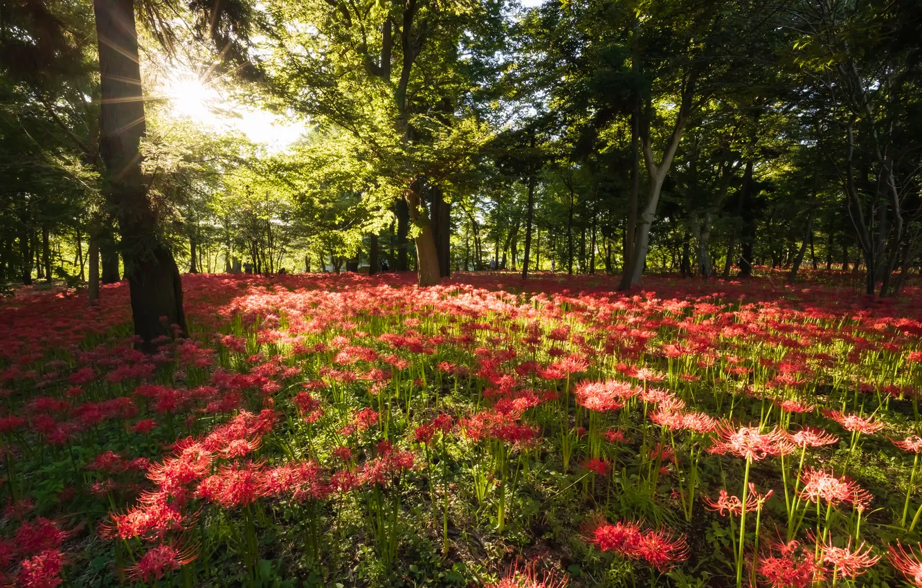 Photo wallpaper trees, flowers, Park, he lost his parents,