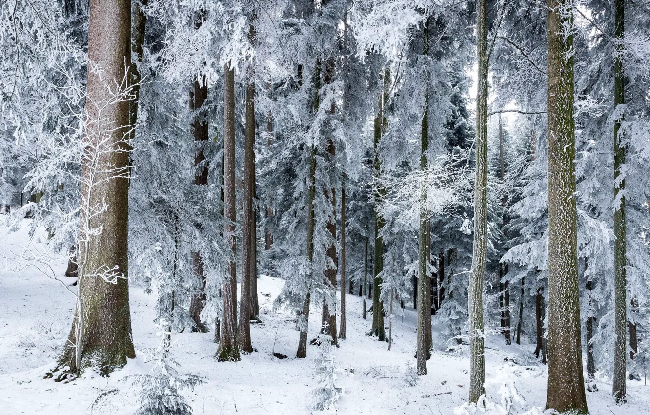 Photo wallpaper winter, forest, snow, trees, nature