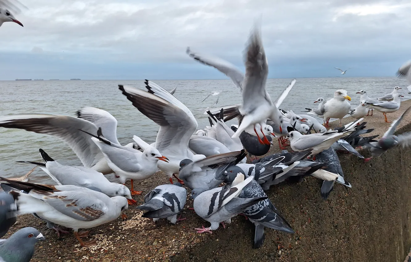 Photo wallpaper Sea, Bulwar, Seabirds, food