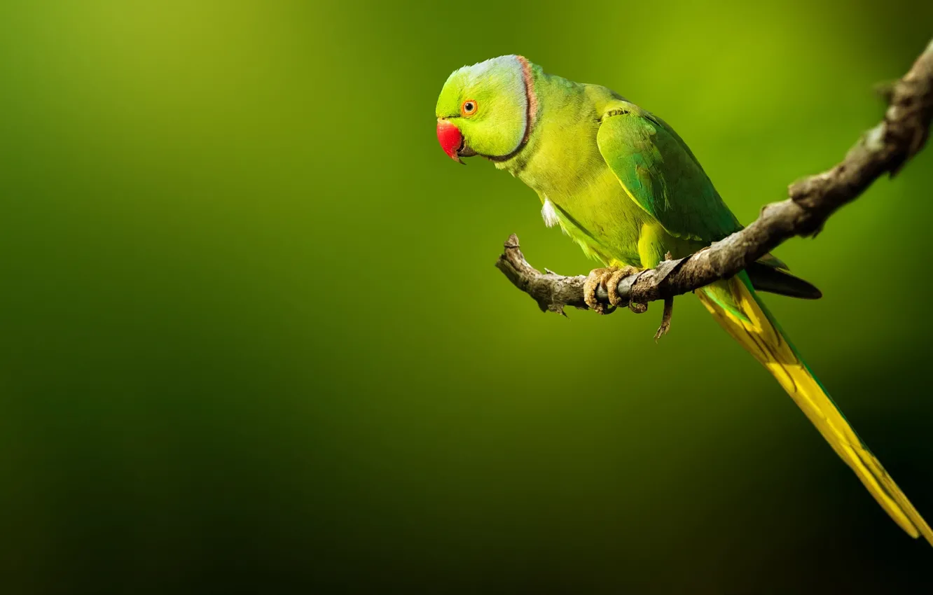Photo wallpaper branches, background, bird, parrot