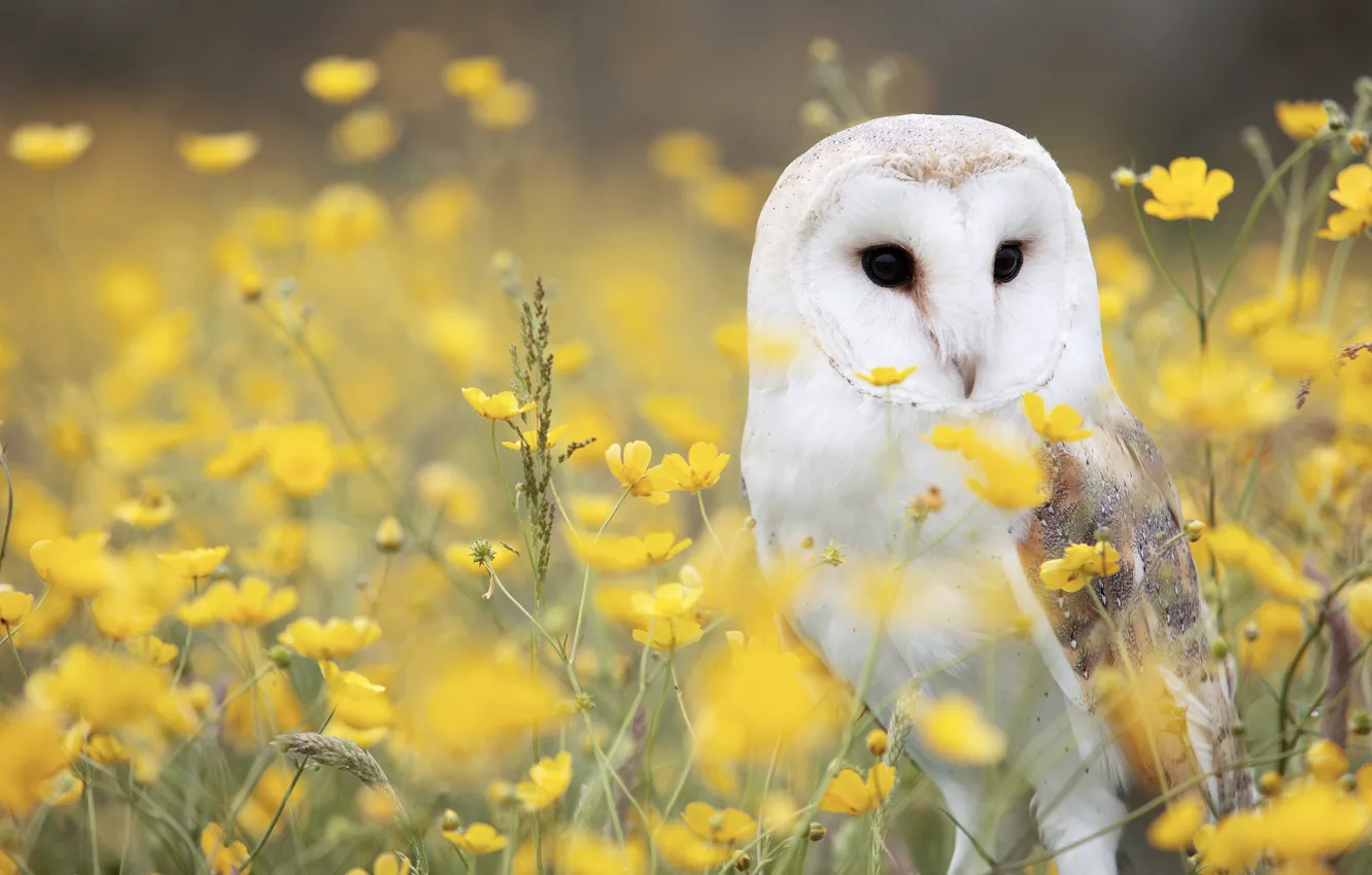 Photo wallpaper summer, flowers, yellow, owl, bird, glade, portrait, meadow