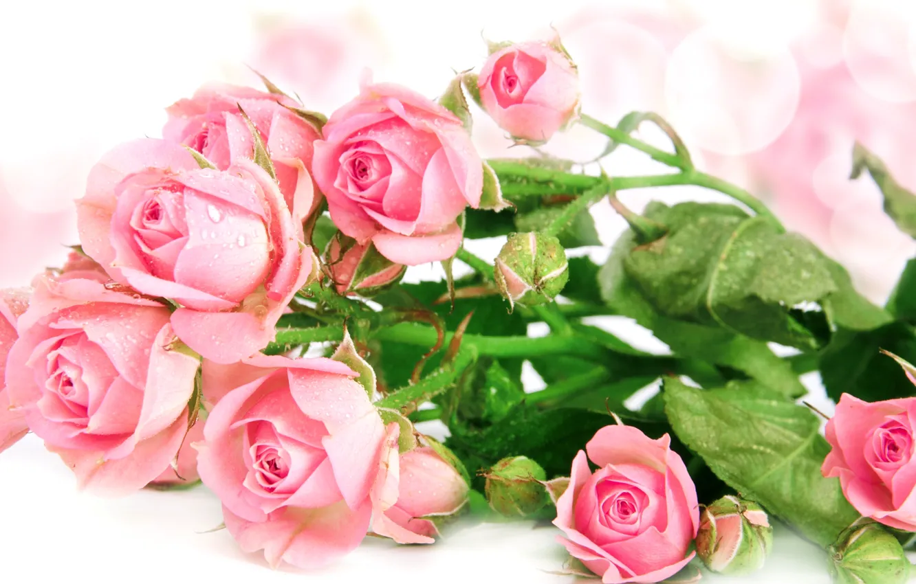 Photo wallpaper drops, roses, bouquet, pink, buds, bokeh